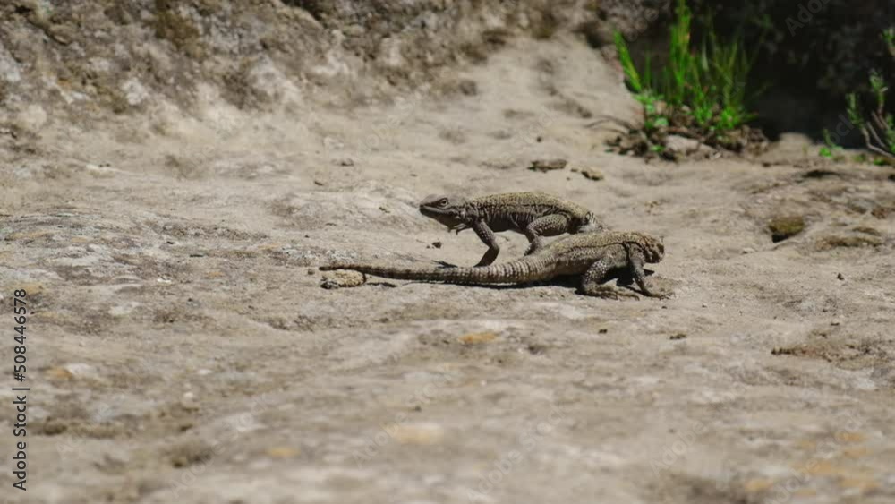Mating games of lizards in the rocks. Selective focus.