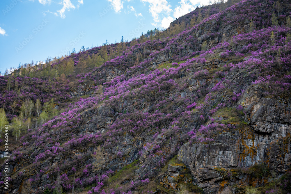 Blooming maralnik or Rhododendron ledebourii in Altai mountains near Chuysky tract, Altai, Siberia, Russia Blooming maralnik or Rhododendron ledebourii in Altai mountains near Chuysky tract, Altai, Siberia, Russia