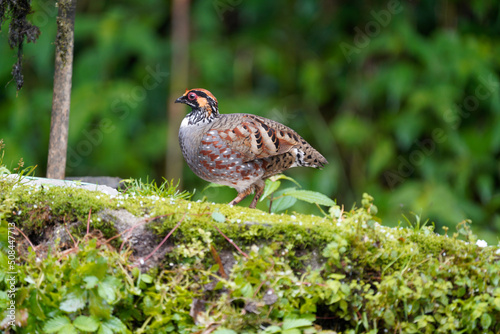 Photography Clear pic of Hill Partridge in a gorgeous pose