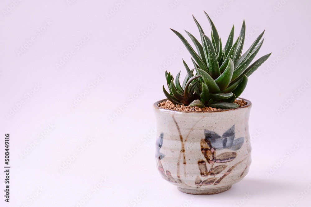 cactus in a pot cactus in a pot
