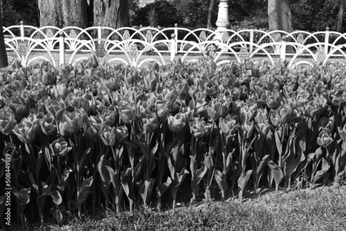 Black And White Tulips  Flowers is a photograph.