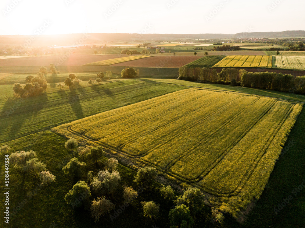 Obraz premium Rapsfeld aus der Luft mit der Drohne fotografiert