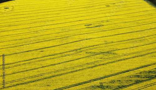 Wallpaper Mural Topview on yellow rapeseed agro fields Torontodigital.ca