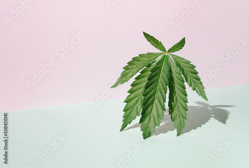 Pastel beige and green background with sunlit marijuana leaf. Sunny day shadow. Minimal cannabis concept.