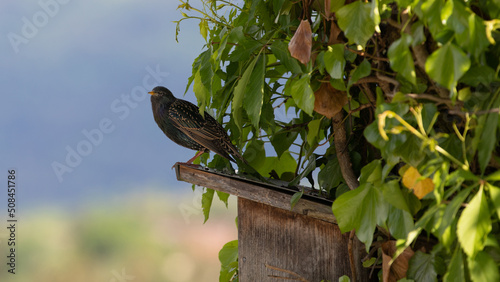 Star sitzt auf Nistkasten photo