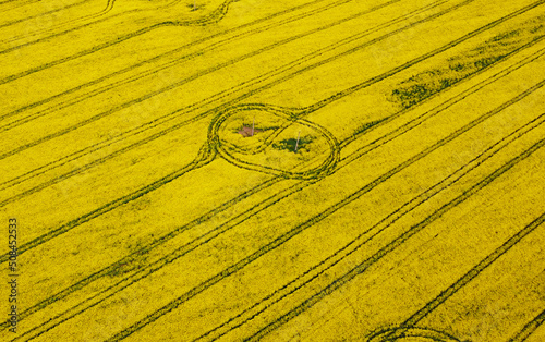 Aerial view of rapeseed yellow fields. Golden texture nature with stripes