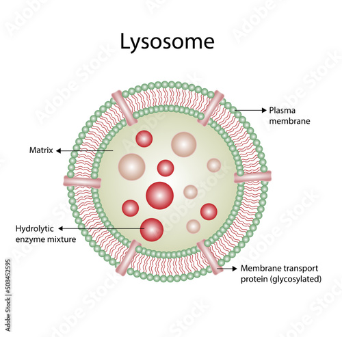 Anatomical structure of Lysosome: Hydrolytic enzymes, Membrane and transport proteins. Enzymes are used to break down and digest food particles, worn-out cell parts and engulfed viruses or bacteria.  photo