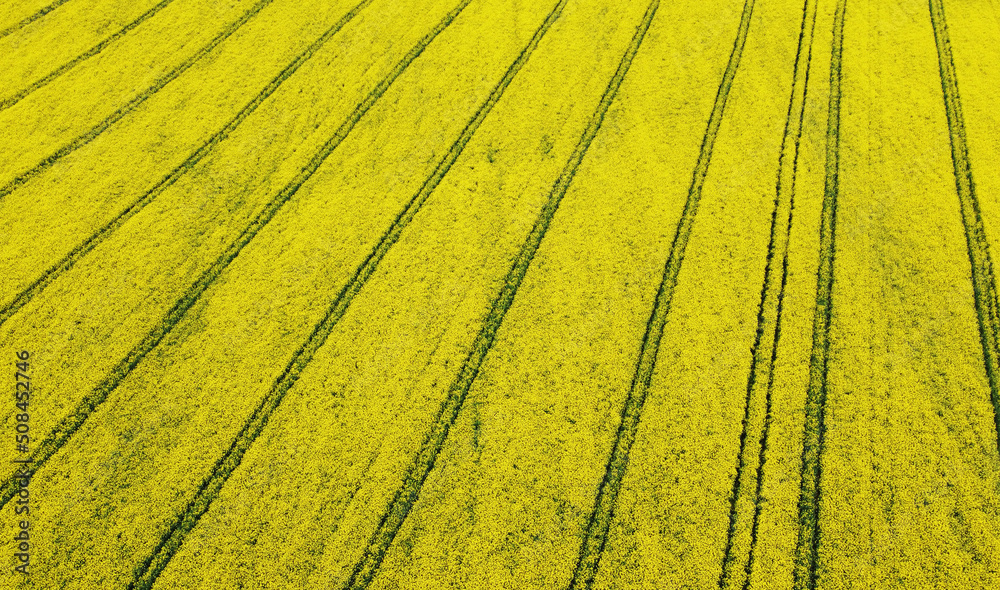 Aerial view of rapeseed yellow fields. Golden texture nature with stripes