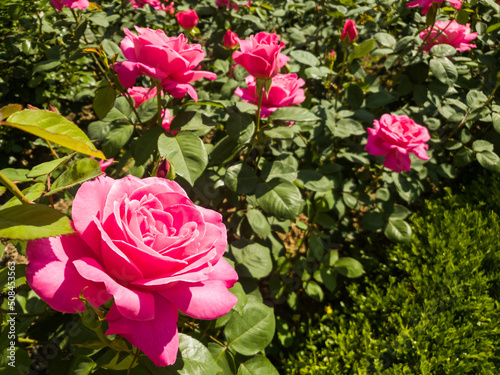 Beautiful pink roses in sum...