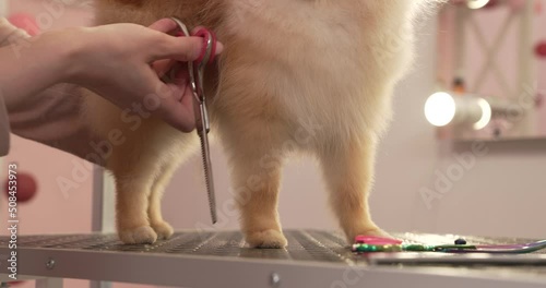 Groomer trims off excess hair from pomeranian puppy paw using the scissors.