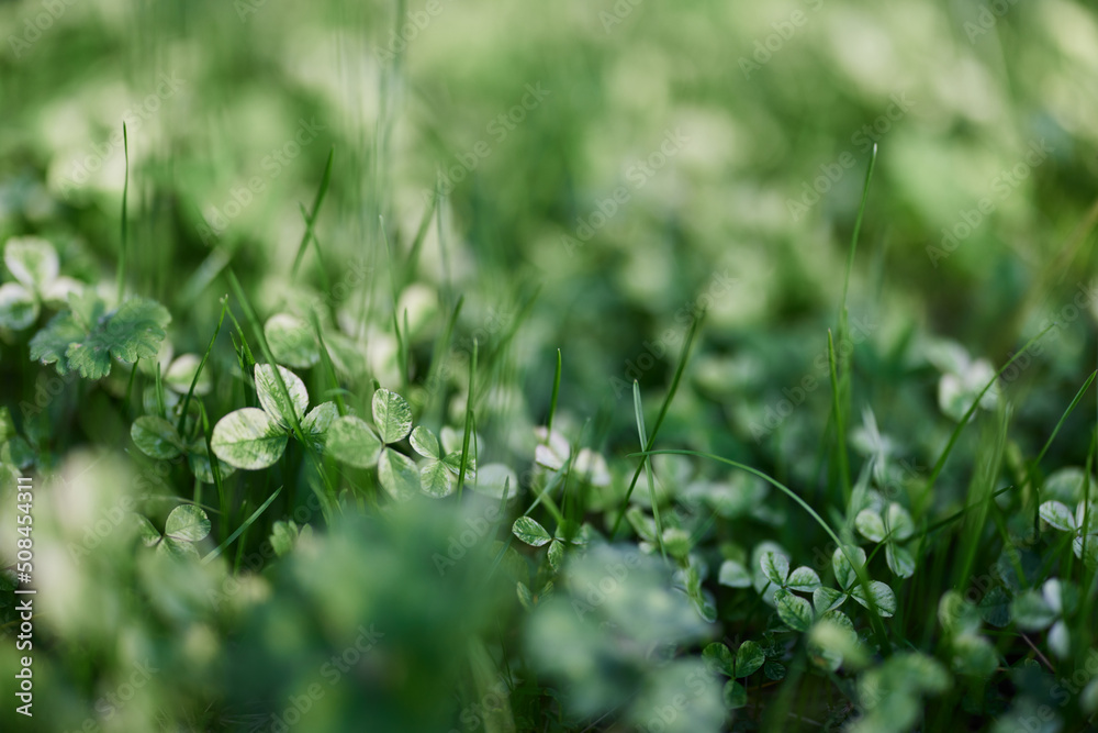 Young green leaves jib close-up, fresh lawn grass in summer on the ground in sunlight for a screen saver, mock up Young green leaves jib close-up, fresh lawn grass in summer on the ground in sunlight for a screen saver, mock up