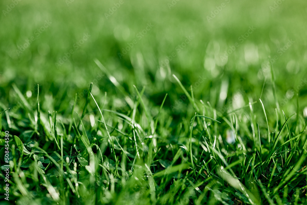 Cost-effective green clover grass for landscaping the garden by the house, seeds and fertilizer without harming the planet's ecology Cost-effective green clover grass for landscaping the garden by the house, seeds and fertilizer without harming the planet's ecology