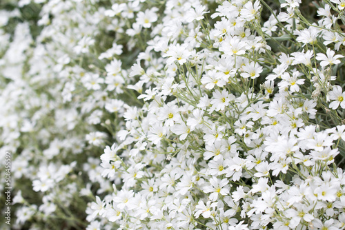 Cerastium, mouse-ear chickweed white flowers selective focus
