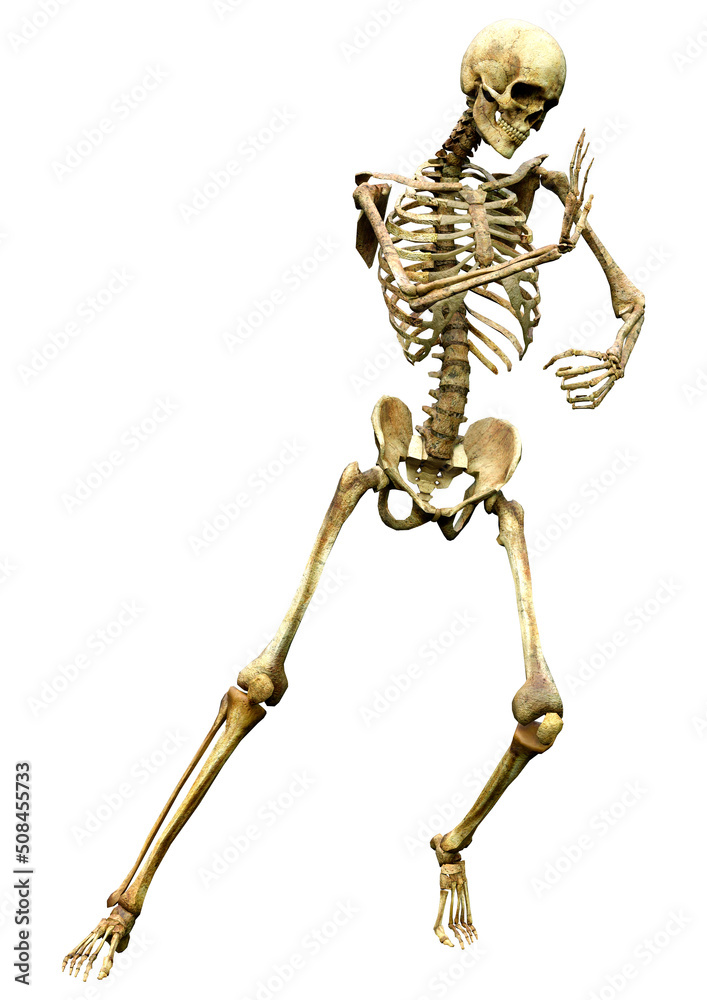 3D Rendering Human Skeleton on White 3D Rendering Human Skeleton on White