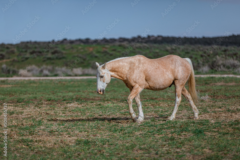 Obraz premium Colorful ranch horse herd in North West Colorado being rounded up and brought in for the summer