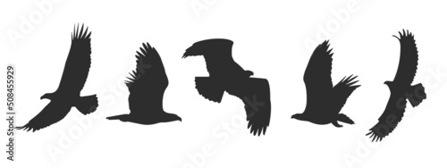 Fotografering SET Vector Flying Eagle silhouette SET Flying bird silhouette