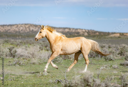 Colorful ranch horse herd in North West Colorado being rounded up and brought in for the summer