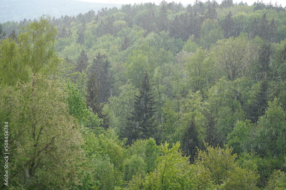 forest in the morning