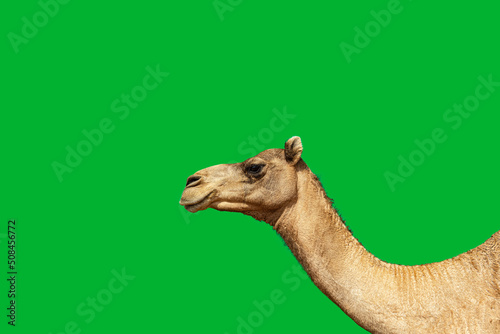Obraz na plátně Camel head against green background for illustration with copy space, green chro