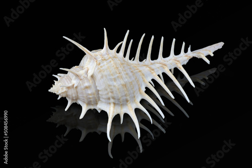 Murex scolopax sea snail also called Woodcock murex or False Venus Comb. It is a predator and species of the genus Murex are carnivores. Dubai, United Arab Emifrates (L10,6xH4,9xW5,7cm)