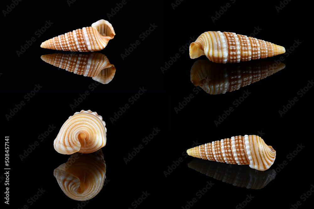 Girdled horn snail (Cerithidea (Cerithideopsilla) cingulata) on black background, Dubai, United Arab Emirates. L2,4xW1x0,75cm