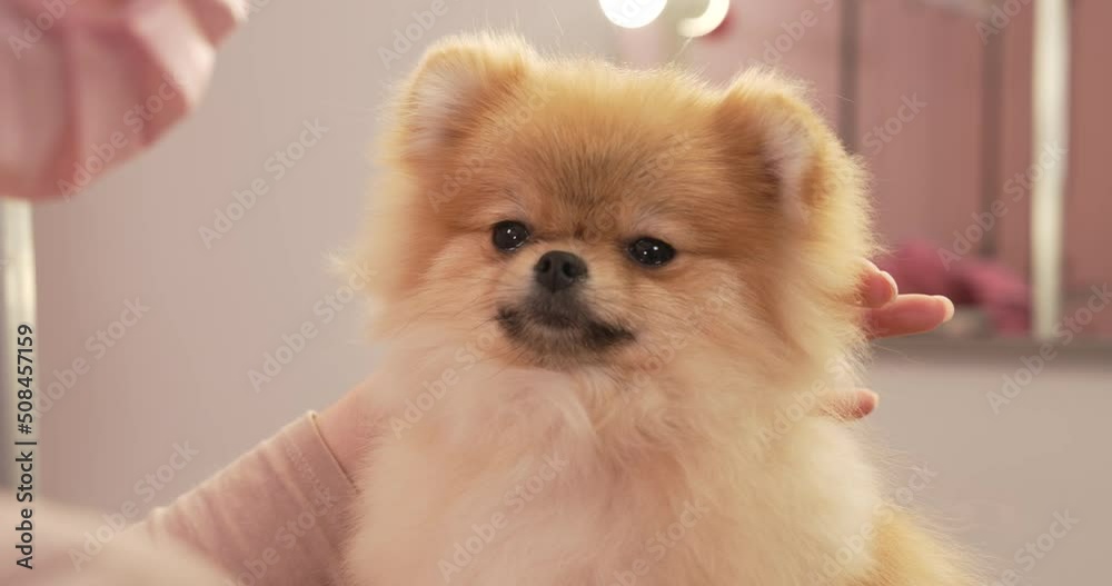 Cure pomeranian puppy is petted by a groomer. Trimming excess fur from the ear. Cure pomeranian puppy is petted by a groomer. Trimming excess fur from the ear.