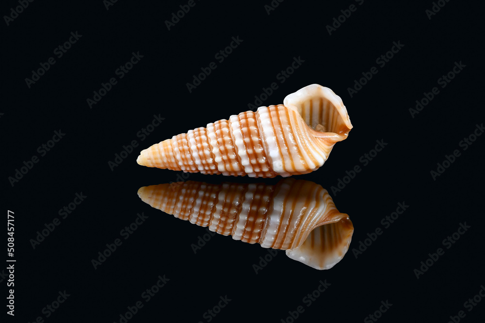 Girdled horn snail (Cerithidea (Cerithideopsilla) cingulata) on black background, Dubai, United Arab Emirates. L2,4xW1x0,75cm