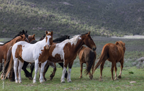 Colorful ranch horse herd in North West Colorado being rounded up and brought in for the summer