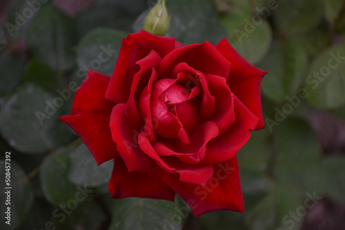 Beautiful red rose in the garden plot of the household