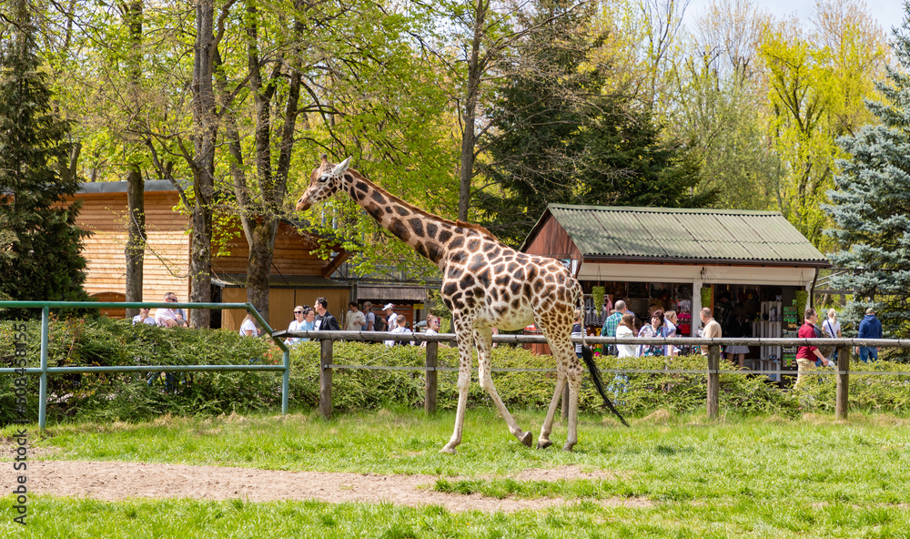 Nubian Giraffe