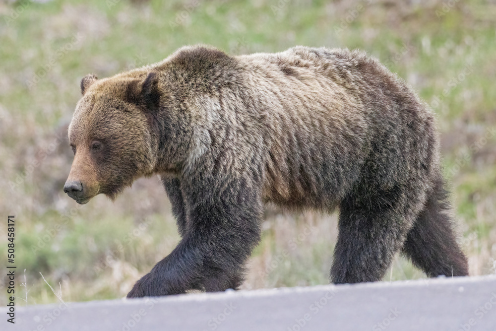 A wild grizzly bear known as A wild grizzly bear known as