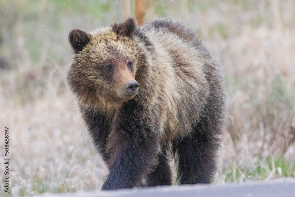 Obraz premium A wild grizzly bear cub to the bear known as 'Felicia' in the Greater Yellowstone Ecosystem in Wyoming.