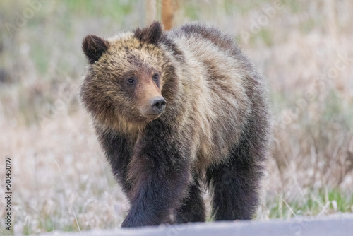 A wild grizzly bear cub to the bear known as 'Felicia' in the Greater Yellowstone Ecosystem in Wyoming. photo