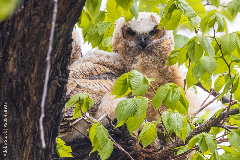 Fototapeta premium A baby great horned owl perched on a tree in Fort Collins, Colorado.