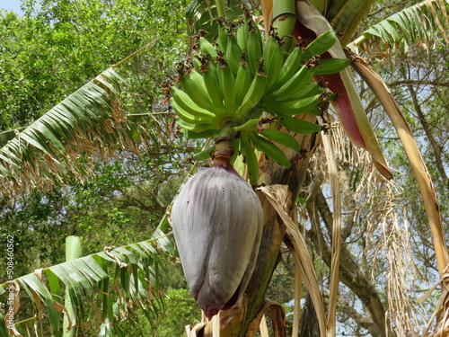 Fiore del banano, Sicilia, Italia