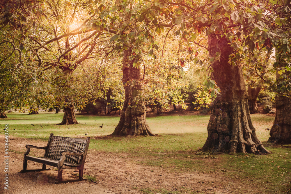 bench and yellow leaves in St James Park in London, Autumn