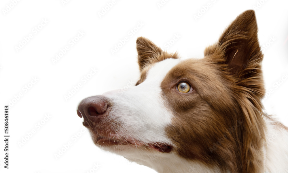 Portrait attentive brown border collie looking up, Obedience training class concept. Isolated on white background