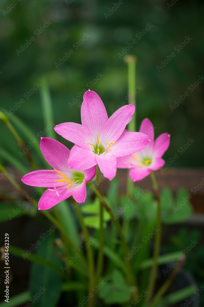 bunch of rain lilies or zephyrlily, also known as cuban zephyrilily or rose fairy lily which bloom only after heavy rain, small tropical and ornamental pink flower in garden, shallow depth of field bunch of rain lilies or zephyrlily, also known as cuban zephyrilily or rose fairy lily which bloom only after heavy rain, small tropical and ornamental pink flower in garden, shallow depth of field