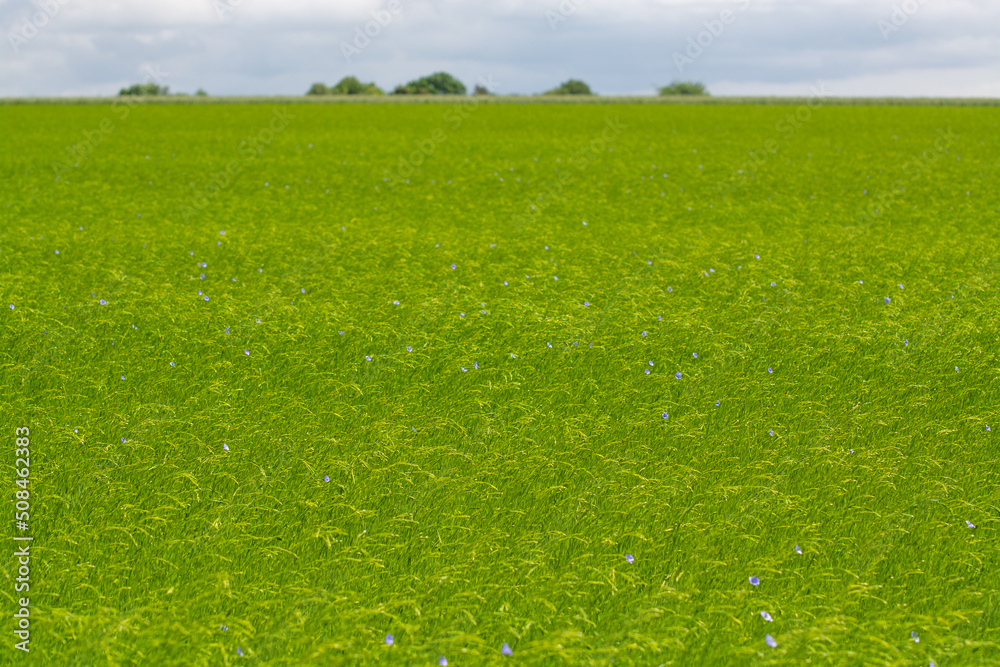 Obraz premium Green fields of flax linen plants in agricultural Pays de Caux, Normandy, France