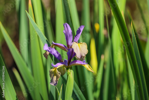 A beautiful iris versicolor also known as northern blue flag in purple an yellow. photo
