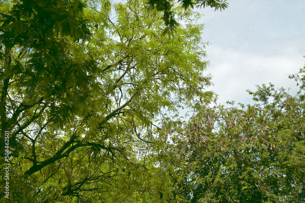 Obraz premium High view of all tamarind tree.