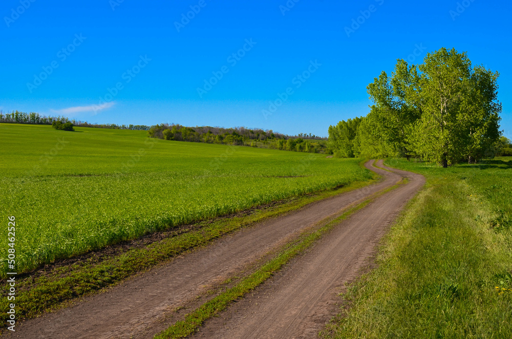 dirt road along a wheat field.beautiful landscape.