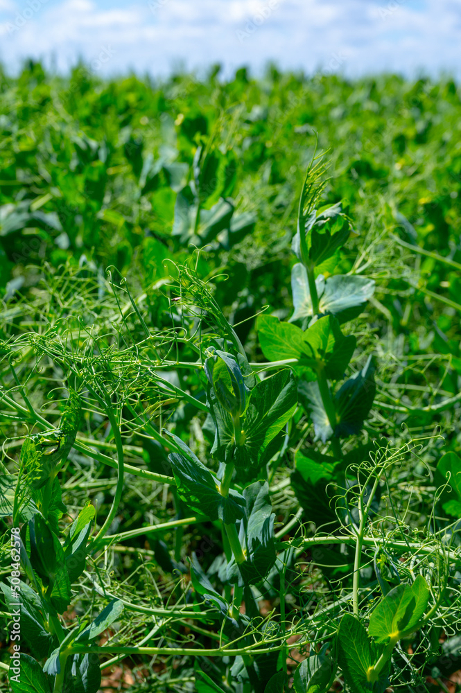 Argiculture in Pays de Caux, fields with green peas plants, Normandy, France Argiculture in Pays de Caux, fields with green peas plants, Normandy, France