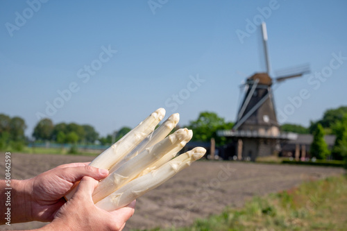 Fototapeta Naklejka Na Ścianę i Meble -  Farmer's hands with bunch of fresh harvested white asparagus and traditional Dutch wind mill on background