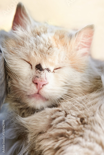 Homeless beaten cat sleeping on the street.