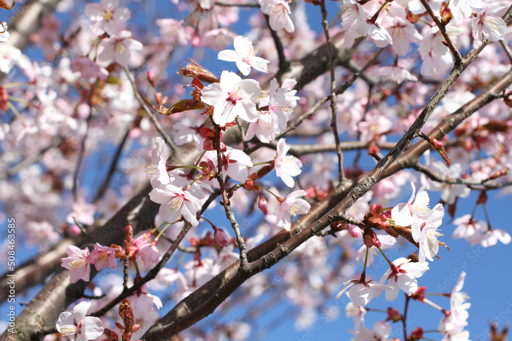 Branch of blossoming sakura against the blue sky background. Closeup. Branch of blossoming sakura against the blue sky background. Closeup.