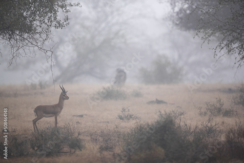 Chinkara in the forest of Ranthambore National Park in a foggy morning, India. photo