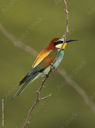 European bee-eater perched on a acacia tree, Bahrain