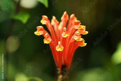 orange Scarlet Skullcap flower