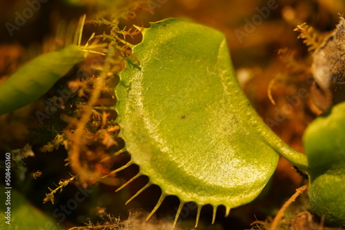 plantas carnivoras | Venus Flytrap | Dionaea muscipula | 捕蠅草 